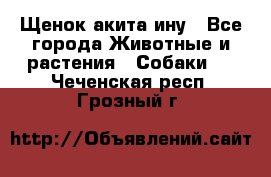 Щенок акита ину - Все города Животные и растения » Собаки   . Чеченская респ.,Грозный г.